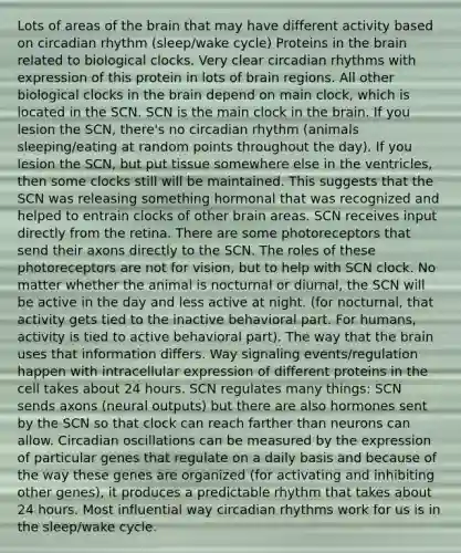 Lots of areas of the brain that may have different activity based on circadian rhythm (sleep/wake cycle) Proteins in the brain related to biological clocks. Very clear circadian rhythms with expression of this protein in lots of brain regions. All other biological clocks in the brain depend on main clock, which is located in the SCN. SCN is the main clock in the brain. If you lesion the SCN, there's no circadian rhythm (animals sleeping/eating at random points throughout the day). If you lesion the SCN, but put tissue somewhere else in the ventricles, then some clocks still will be maintained. This suggests that the SCN was releasing something hormonal that was recognized and helped to entrain clocks of other brain areas. SCN receives input directly from the retina. There are some photoreceptors that send their axons directly to the SCN. The roles of these photoreceptors are not for vision, but to help with SCN clock. No matter whether the animal is nocturnal or diurnal, the SCN will be active in the day and less active at night. (for nocturnal, that activity gets tied to the inactive behavioral part. For humans, activity is tied to active behavioral part). The way that the brain uses that information differs. Way signaling events/regulation happen with intracellular expression of different proteins in the cell takes about 24 hours. SCN regulates many things: SCN sends axons (neural outputs) but there are also hormones sent by the SCN so that clock can reach farther than neurons can allow. Circadian oscillations can be measured by the expression of particular genes that regulate on a daily basis and because of the way these genes are organized (for activating and inhibiting other genes), it produces a predictable rhythm that takes about 24 hours. Most influential way circadian rhythms work for us is in the sleep/wake cycle.