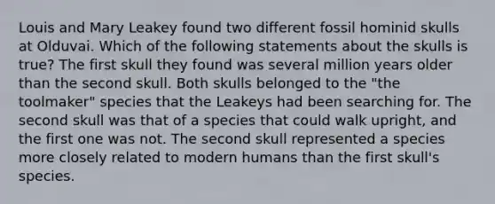 Louis and Mary Leakey found two different fossil hominid skulls at Olduvai. Which of the following statements about the skulls is true? The first skull they found was several million years older than the second skull. Both skulls belonged to the "the toolmaker" species that the Leakeys had been searching for. The second skull was that of a species that could walk upright, and the first one was not. The second skull represented a species more closely related to modern humans than the first skull's species.