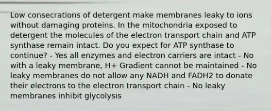 Low consecrations of detergent make membranes leaky to ions without damaging proteins. In the mitochondria exposed to detergent the molecules of the electron transport chain and ATP synthase remain intact. Do you expect for ATP synthase to continue? - Yes all enzymes and electron carriers are intact - No with a leaky membrane, H+ Gradient cannot be maintained - No leaky membranes do not allow any NADH and FADH2 to donate their electrons to the electron transport chain - No leaky membranes inhibit glycolysis