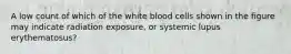 A low count of which of the white blood cells shown in the figure may indicate radiation exposure, or systemic lupus erythematosus?