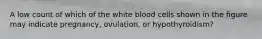 A low count of which of the white blood cells shown in the figure may indicate pregnancy, ovulation, or hypothyroidism?