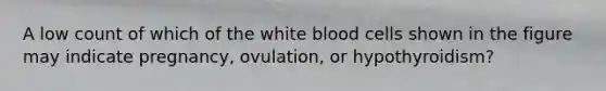 A low count of which of the white blood cells shown in the figure may indicate pregnancy, ovulation, or hypothyroidism?