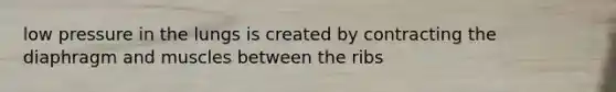 low pressure in the lungs is created by contracting the diaphragm and muscles between the ribs