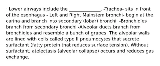 · Lower airways include the ______________. -Trachea- sits in front of the esophagus - Left and Right Mainstem bronchi- begin at the carina and branch into secondary (lobar) bronchi. -Bronchioles branch from secondary bronchi -Alveolar ducts branch from bronchioles and resemble a bunch of grapes. The alveolar walls are lined with cells called type II pneumocytes that secrete surfactant (fatty protein that reduces surface tension). Without surfactant, atelectasis (alveolar collapse) occurs and reduces gas exchange.