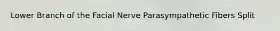 Lower Branch of the Facial Nerve Parasympathetic Fibers Split