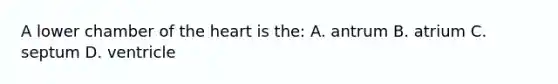 A lower chamber of the heart is the: A. antrum B. atrium C. septum D. ventricle