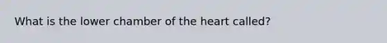 What is the lower chamber of the heart called?