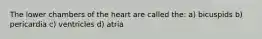 The lower chambers of the heart are called the: a) bicuspids b) pericardia c) ventricles d) atria