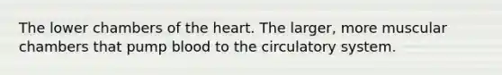 The lower chambers of the heart. The larger, more muscular chambers that pump blood to the circulatory system.