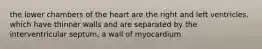 the lower chambers of the heart are the right and left ventricles, which have thinner walls and are separated by the interventricular septum, a wall of myocardium