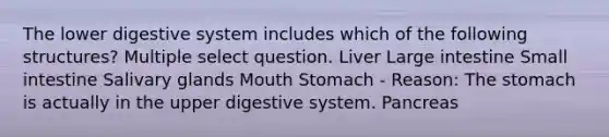 The lower digestive system includes which of the following structures? Multiple select question. Liver Large intestine Small intestine Salivary glands Mouth Stomach - Reason: The stomach is actually in the upper digestive system. Pancreas