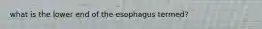 what is the lower end of the esophagus termed?