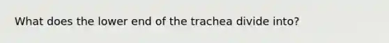 What does the lower end of the trachea divide into?