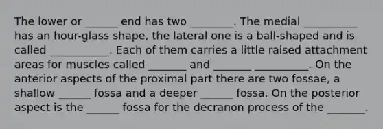 The lower or ______ end has two ________. The medial __________ has an hour-glass shape, the lateral one is a ball-shaped and is called ___________. Each of them carries a little raised attachment areas for muscles called _______ and _______ __________. On the anterior aspects of the proximal part there are two fossae, a shallow ______ fossa and a deeper ______ fossa. On the posterior aspect is the ______ fossa for the decranon process of the _______.