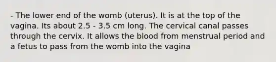 - The lower end of the womb (uterus). It is at the top of the vagina. Its about 2.5 - 3.5 cm long. The cervical canal passes through the cervix. It allows <a href='https://www.questionai.com/knowledge/k7oXMfj7lk-the-blood' class='anchor-knowledge'>the blood</a> from menstrual period and a fetus to pass from the womb into the vagina