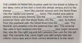 THE LOWER EXTREMITIES Another path for the blood to follow to the deep veins of the foot is from the dorsal venous arch to the plantar ______ ___. From the plantar venous arch the blood flows into the medial and lateral ____ veins. The medial and lateral plantar veins empty directly into the _____ ___ vein. From the posterior tibial vein the blood flows into the ___ vein. As before, from the popliteal vein the blood flows into the _____ vein. The femoral vein empties into the external iliac vein. The external iliac vein in turn empties into the _______ ____vein (right common iliac vein for the right leg and left common iliac vein for the left leg). The common iliac veins (right and left) empty into the inferior vena cava which then carries blood back to the heart.