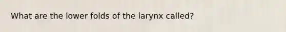 What are the lower folds of the larynx called?