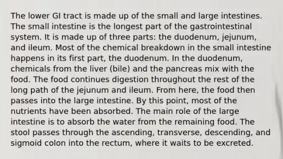 The lower GI tract is made up of the small and large intestines. The small intestine is the longest part of the gastrointestinal system. It is made up of three parts: the duodenum, jejunum, and ileum. Most of the chemical breakdown in the small intestine happens in its first part, the duodenum. In the duodenum, chemicals from the liver (bile) and the pancreas mix with the food. The food continues digestion throughout the rest of the long path of the jejunum and ileum. From here, the food then passes into the large intestine. By this point, most of the nutrients have been absorbed. The main role of the large intestine is to absorb the water from the remaining food. The stool passes through the ascending, transverse, descending, and sigmoid colon into the rectum, where it waits to be excreted.