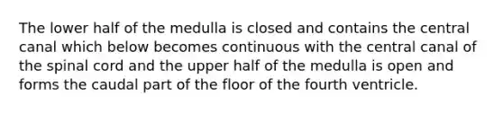 The lower half of the medulla is closed and contains the central canal which below becomes continuous with the central canal of <a href='https://www.questionai.com/knowledge/kkAfzcJHuZ-the-spinal-cord' class='anchor-knowledge'>the spinal cord</a> and the upper half of the medulla is open and forms the caudal part of the floor of the fourth ventricle.