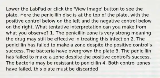 Lower the LabPad or click the 'View Image' button to see the plate. Here the penicillin disc is at the top of the plate, with the positive control below on the left and the negative control below on the right. What tentative interpretation can you make from what you observe? 1. The penicillin zone is very strong meaning the drug may still be effective in treating this infection 2. The penicillin has failed to make a zone despite the positive control's success. The bacteria have overgrown the plate 3. The penicillin has failed to make a zone despite the positive control's success. The bacteria may be resistant to penicillin 4. Both control zones have failed, this plate must be discarded