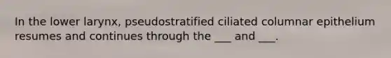 In the lower larynx, pseudostratified ciliated columnar epithelium resumes and continues through the ___ and ___.