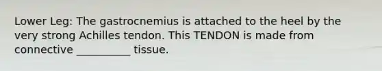 Lower Leg: The gastrocnemius is attached to the heel by the very strong Achilles tendon. This TENDON is made from connective __________ tissue.