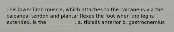 This lower limb muscle, which attaches to the calcaneus via the calcaneal tendon and plantar flexes the foot when the leg is extended, is the ___________. a. tibialis anterior b. gastrocnemius