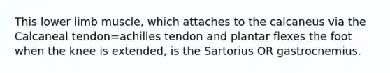 This <a href='https://www.questionai.com/knowledge/kF4ILRdZqC-lower-limb' class='anchor-knowledge'>lower limb</a> muscle, which attaches to the calcaneus via the Calcaneal tendon=achilles tendon and plantar flexes the foot when the knee is extended, is the Sartorius OR gastrocnemius.