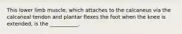 This lower limb muscle, which attaches to the calcaneus via the calcaneal tendon and plantar flexes the foot when the knee is extended, is the ___________.