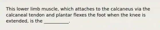 This <a href='https://www.questionai.com/knowledge/kF4ILRdZqC-lower-limb' class='anchor-knowledge'>lower limb</a> muscle, which attaches to the calcaneus via the calcaneal tendon and plantar flexes the foot when the knee is extended, is the ___________.