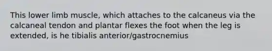 This lower limb muscle, which attaches to the calcaneus via the calcaneal tendon and plantar flexes the foot when the leg is extended, is he tibialis anterior/gastrocnemius