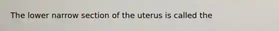 The lower narrow section of the uterus is called the