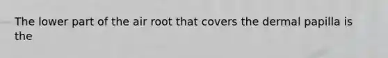 The lower part of the air root that covers the dermal papilla is the