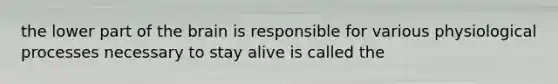 the lower part of the brain is responsible for various physiological processes necessary to stay alive is called the