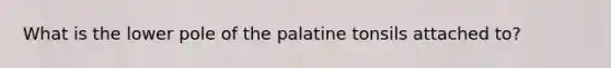 What is the lower pole of the palatine tonsils attached to?