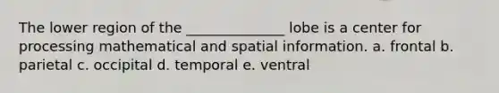 The lower region of the ______________ lobe is a center for processing mathematical and spatial information. a. frontal b. parietal c. occipital d. temporal e. ventral