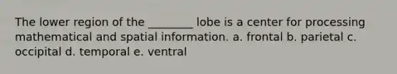 The lower region of the ________ lobe is a center for processing mathematical and spatial information. a. frontal b. parietal c. occipital d. temporal e. ventral