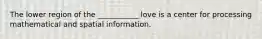 The lower region of the ___________ love is a center for processing mathematical and spatial information.