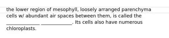 the lower region of mesophyll, loosely arranged parenchyma cells w/ abundant air spaces between them, is called the ______________ _____________. Its cells also have numerous chloroplasts.