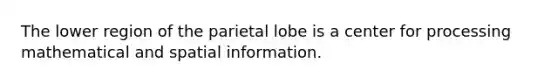 The lower region of the parietal lobe is a center for processing mathematical and spatial information.