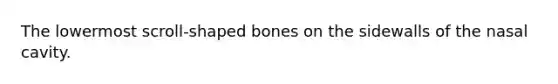 The lowermost scroll-shaped bones on the sidewalls of the nasal cavity.