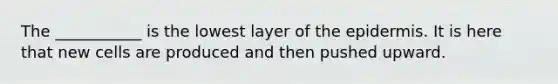 The ___________ is the lowest layer of the epidermis. It is here that new cells are produced and then pushed upward.