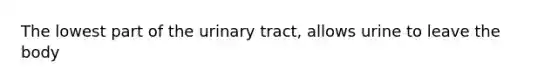 The lowest part of the urinary tract, allows urine to leave the body