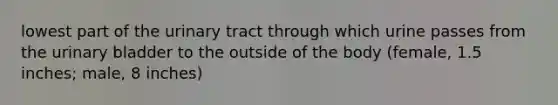 lowest part of the urinary tract through which urine passes from the urinary bladder to the outside of the body (female, 1.5 inches; male, 8 inches)