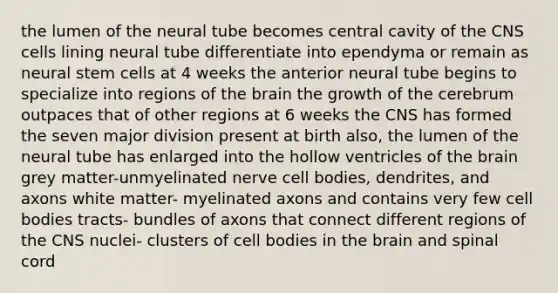 the lumen of the neural tube becomes central cavity of the CNS cells lining neural tube differentiate into ependyma or remain as neural stem cells at 4 weeks the anterior neural tube begins to specialize into regions of the brain the growth of the cerebrum outpaces that of other regions at 6 weeks the CNS has formed the seven major division present at birth also, the lumen of the neural tube has enlarged into the hollow ventricles of the brain grey matter-unmyelinated nerve cell bodies, dendrites, and axons white matter- myelinated axons and contains very few cell bodies tracts- bundles of axons that connect different regions of the CNS nuclei- clusters of cell bodies in the brain and spinal cord