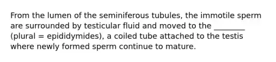 From the lumen of the seminiferous tubules, the immotile sperm are surrounded by testicular fluid and moved to the ________ (plural = epididymides), a coiled tube attached to the testis where newly formed sperm continue to mature.