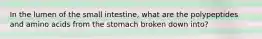 In the lumen of the small intestine, what are the polypeptides and amino acids from the stomach broken down into?