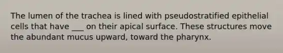 The lumen of the trachea is lined with pseudostratified epithelial cells that have ___ on their apical surface. These structures move the abundant mucus upward, toward the pharynx.