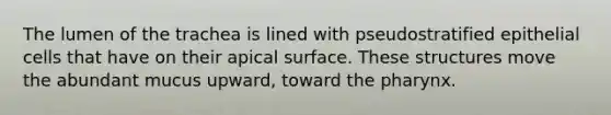 The lumen of the trachea is lined with pseudostratified epithelial cells that have on their apical surface. These structures move the abundant mucus upward, toward the pharynx.