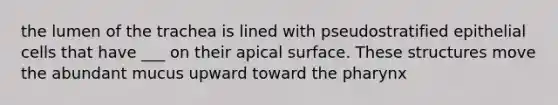 the lumen of the trachea is lined with pseudostratified epithelial cells that have ___ on their apical surface. These structures move the abundant mucus upward toward the pharynx